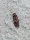 Borkhausenia
