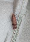 Pexicopia malvella
