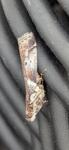 Acrobasis suavella