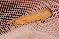 Pediasia luteella