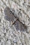 Eupithecia gr. absinthiata