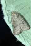 Hoplodrina octogenaria/alsinides