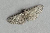 Eupithecia inturbata