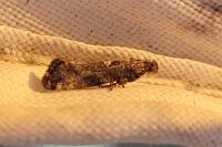 Acrolepiopsis assectella