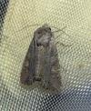 Lacanobia suasa
