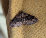 Xanthorhoe ferrugata