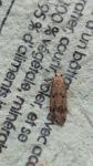 Pexicopia malvella