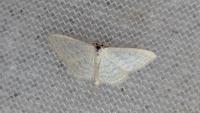 Idaea subsericeata