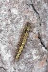Katha depressa