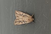 Lacanobia suasa
