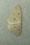 Cyclophora albipunctata