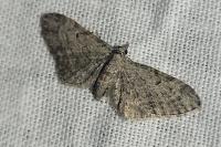 Eupithecia tenuiata