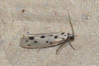 Ethmia dodecea