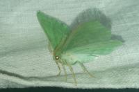 Geometra papilionaria