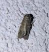 Spodoptera exigua
