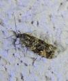 Olethreutes palustrana