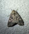Mamestra brassicae