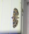 Eupithecia linariata