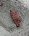 Scopula rubiginata