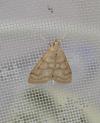 Paracorsia repandalis