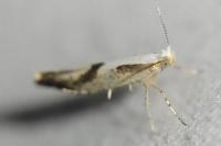 Argyresthia bonnetella