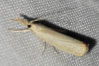 Agriphila straminella