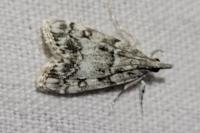 Eudonia lacustrata