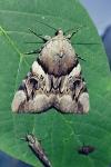 Catocala fulminea