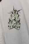 Lymantria monacha