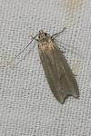 Acompsia cinerella