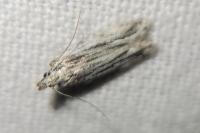Anarsia innoxiella