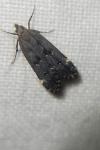 Dichomeris alacella