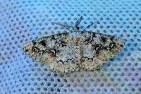 Cleorodes lichenaria