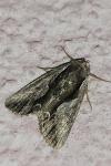 Calliergis ramosa