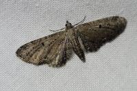 Eupithecia vulgata