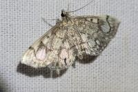 Anania coronata