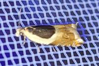 Ancylis badiana