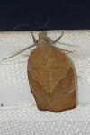 Pandemis heparana