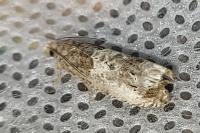 Notocelia rosaecolana