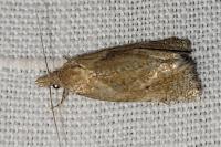 Phtheochroa inopiana