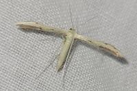 Adaina microdactyla