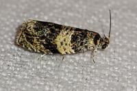 Celypha aurofasciana