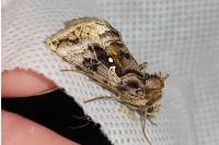 Autographa pulchrina