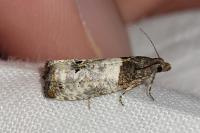 Notocelia roborana