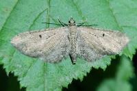 Eupithecia vulgata