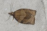 Pandemis dumetana