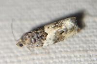 Gypsonoma sociana