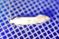 Herrichia excelsella