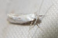 Herrichia excelsella