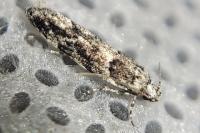 Recurvaria nanella